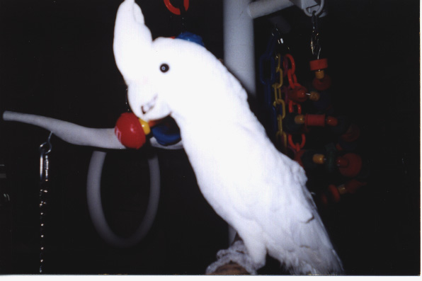 small white cockatoo with crest raised