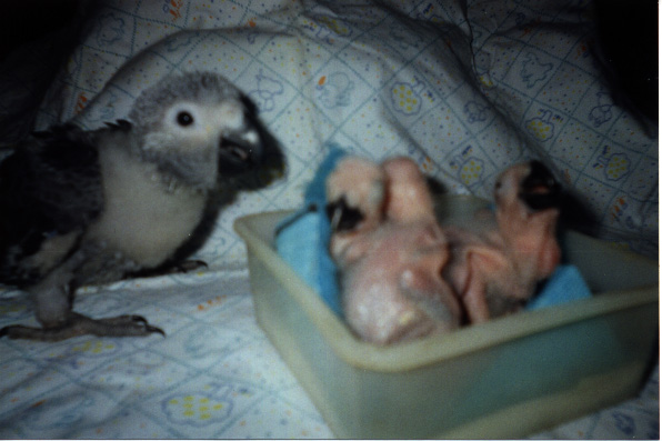 baby african grey parrots