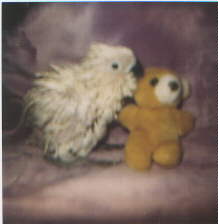 baby goffins cockatoo covered in pin feathers with a teddy bear