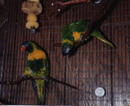 two rainbow lorikeets