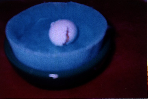 blue bowl with a cracked egg and baby bird just barely showing