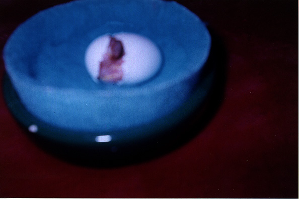 egg spread open wider with a lot more of the baby bird visible