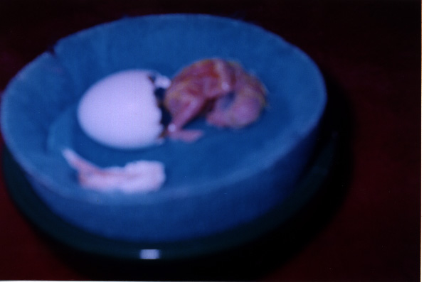 tiny baby bird all the way out of his shell