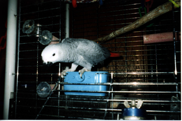 An older african grey baby parrot in a cage