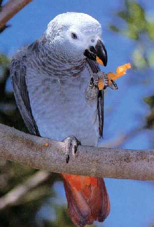 african grey parrot eating a cheese puff