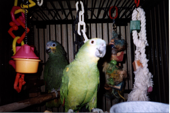 Two green parrots in a cage with lots of toys