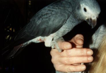 photo of a grey parrot on a hand