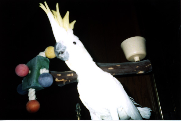 Sulfur crested cockatoo