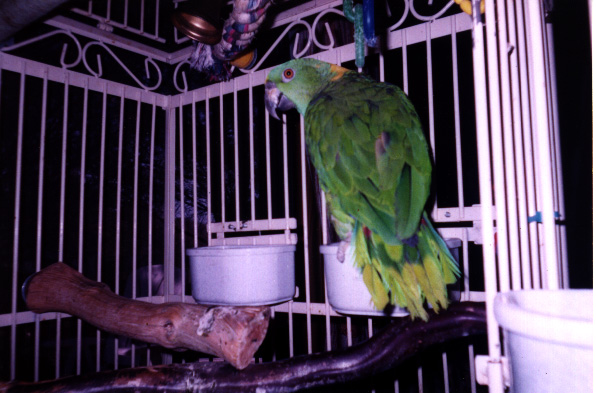 photo of a green bird with a yellow neck looking backwards at the camera