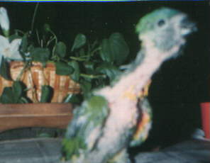 little barely feathered baby bird