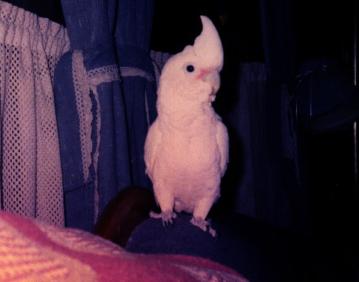 photo of a cute little white and peach cockatoo