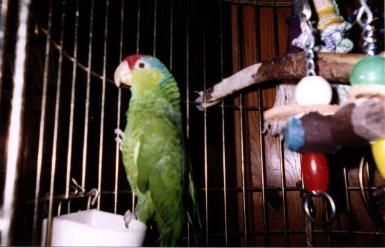 red headed green parrot with a large toy in his cage