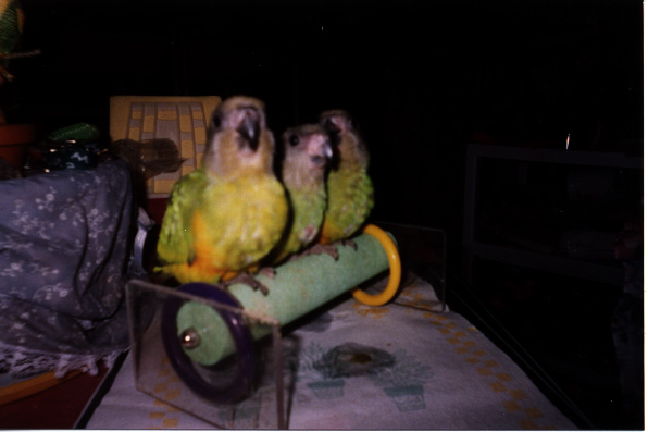 three fat baby senegal parrots on a perch