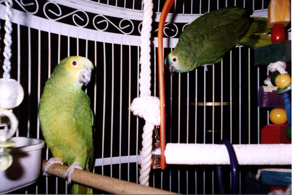 photo of two parrots with yellow and blue heads