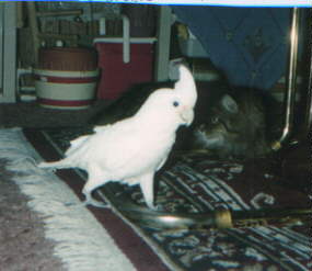 Goffins Cockatoo walking on the floor