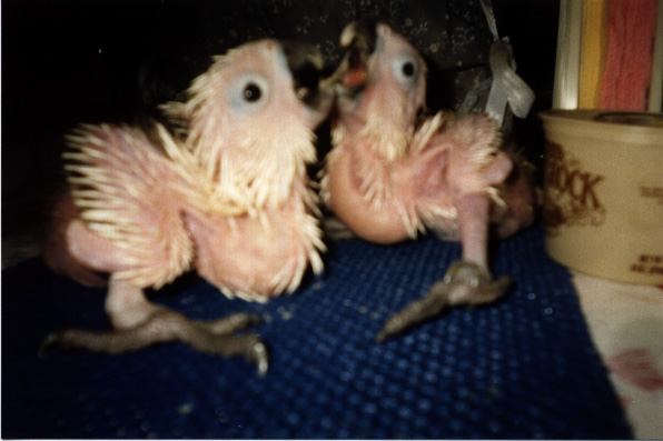 umbrella cockatoo babies covered in pin feathers