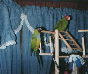 two birds on a playstand